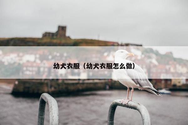 幼犬衣服（幼犬衣服怎么做）