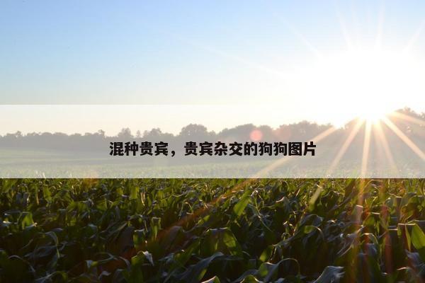 混种贵宾，贵宾杂交的狗狗图片