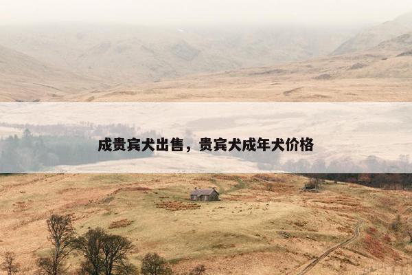 成贵宾犬出售，贵宾犬成年犬价格