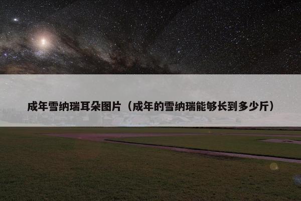 成年雪纳瑞耳朵图片（成年的雪纳瑞能够长到多少斤）