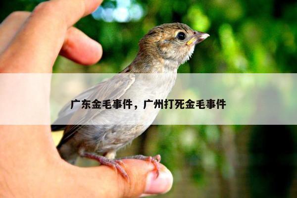 广东金毛事件，广州打死金毛事件