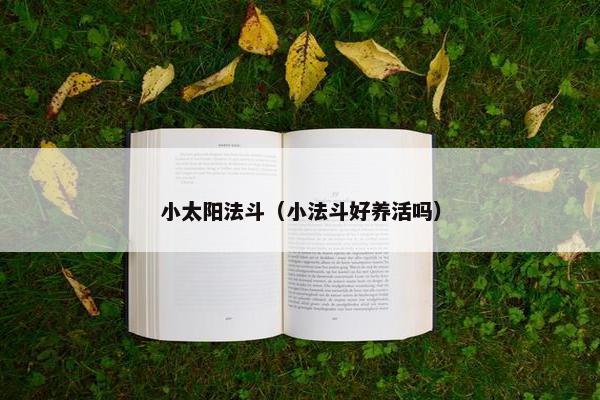小太阳法斗（小法斗好养活吗）