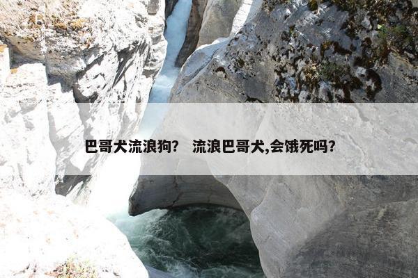 巴哥犬流浪狗？ 流浪巴哥犬,会饿死吗？