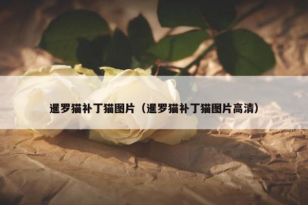 暹罗猫补丁猫图片（暹罗猫补丁猫图片高清）