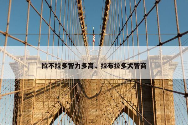 拉不拉多智力多高，拉布拉多犬智商