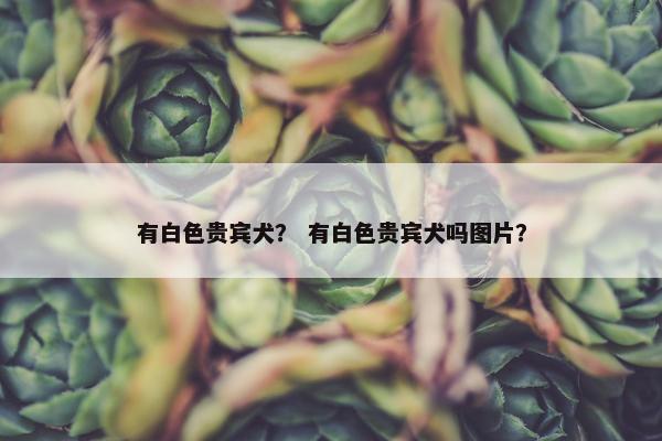 有白色贵宾犬？ 有白色贵宾犬吗图片？