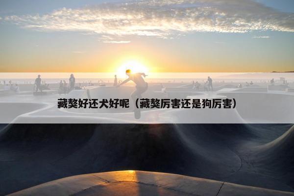 藏獒好还犬好呢（藏獒厉害还是狗厉害）