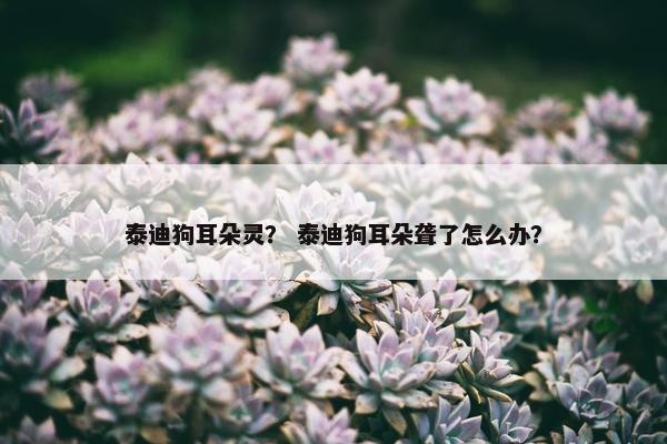 泰迪狗耳朵灵？ 泰迪狗耳朵聋了怎么办？