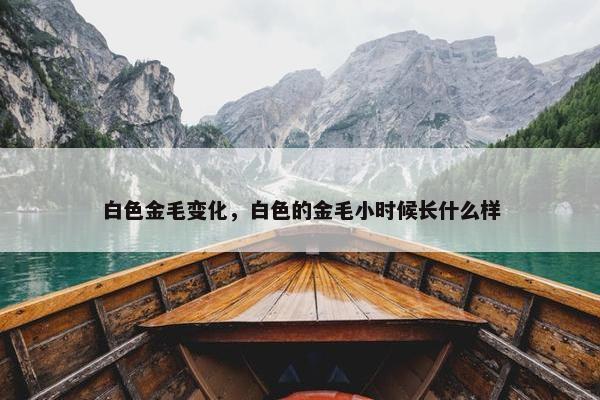 白色金毛变化，白色的金毛小时候长什么样