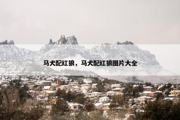 马犬配红狼，马犬配红狼图片大全