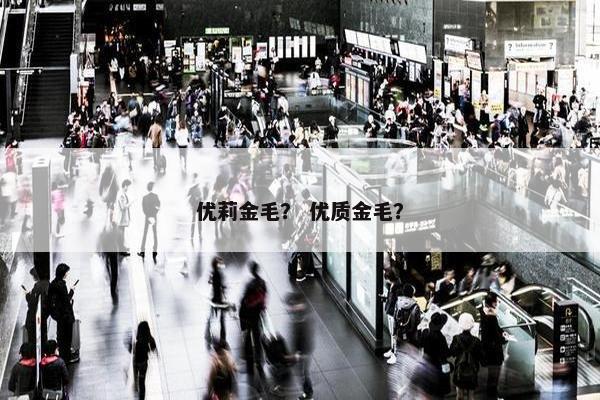 优莉金毛？ 优质金毛？