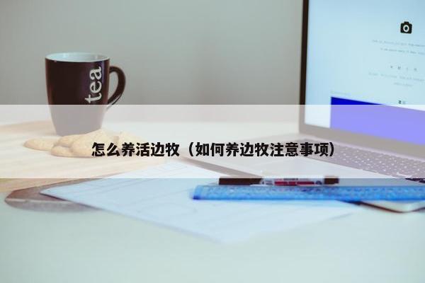 怎么养活边牧（如何养边牧注意事项）