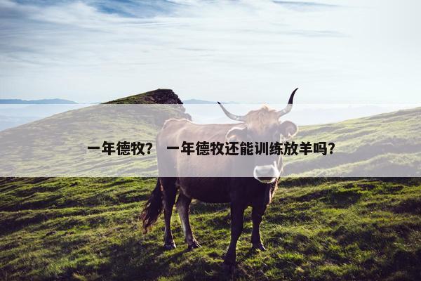 一年德牧？ 一年德牧还能训练放羊吗？