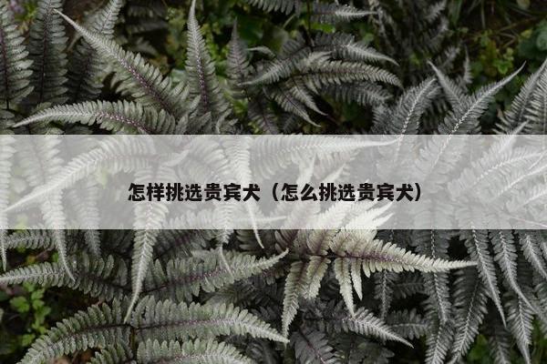 怎样挑选贵宾犬（怎么挑选贵宾犬）