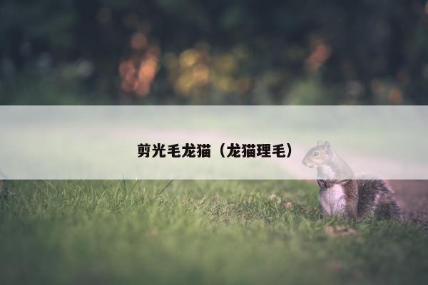 剪光毛龙猫（龙猫理毛）