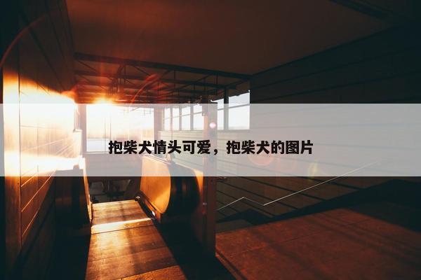 抱柴犬情头可爱，抱柴犬的图片