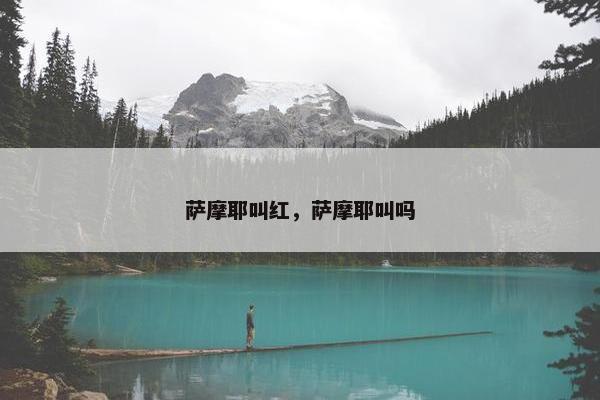 萨摩耶叫红，萨摩耶叫吗
