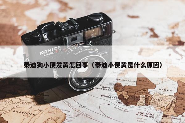 泰迪狗小便发黄怎回事（泰迪小便黄是什么原因）