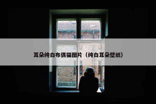 耳朵纯白布偶猫图片（纯白耳朵壁纸）