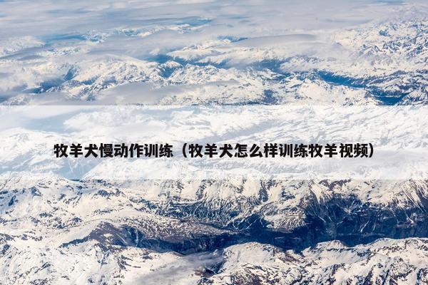 牧羊犬慢动作训练（牧羊犬怎么样训练牧羊视频）