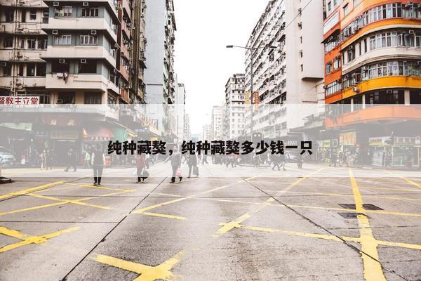 纯种藏獒，纯种藏獒多少钱一只