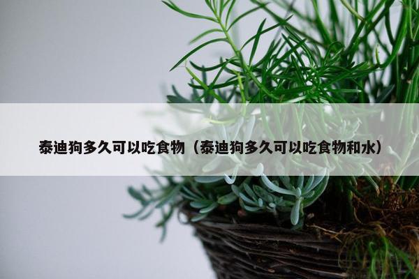 泰迪狗多久可以吃食物（泰迪狗多久可以吃食物和水）
