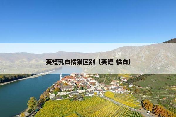 英短乳白橘猫区别（英短 橘白）