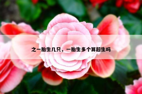 之一胎生几只，一胎生多个算超生吗