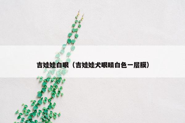 吉娃娃白眼（吉娃娃犬眼睛白色一层膜）