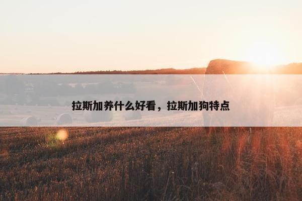 拉斯加养什么好看，拉斯加狗特点
