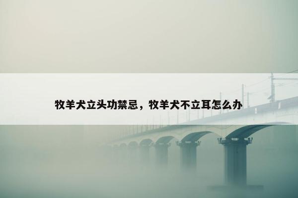 牧羊犬立头功禁忌，牧羊犬不立耳怎么办