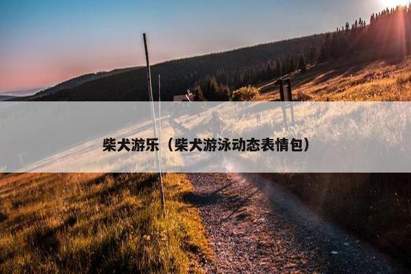 柴犬游乐（柴犬游泳动态表情包）