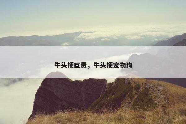 牛头梗巨贵，牛头梗宠物狗