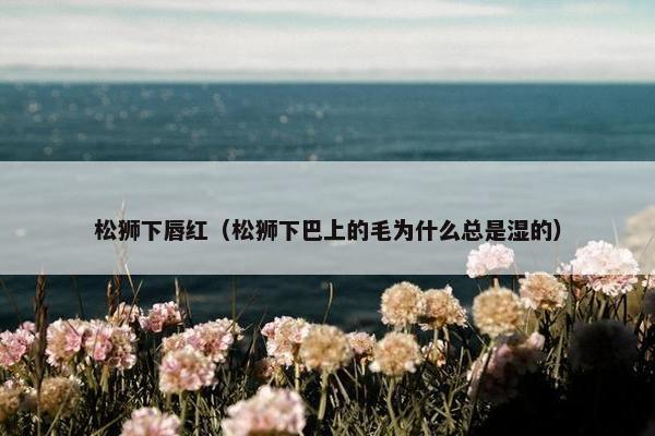 松狮下唇红（松狮下巴上的毛为什么总是湿的）
