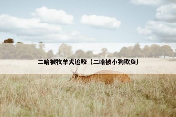 二哈被牧羊犬追咬（二哈被小狗欺负）