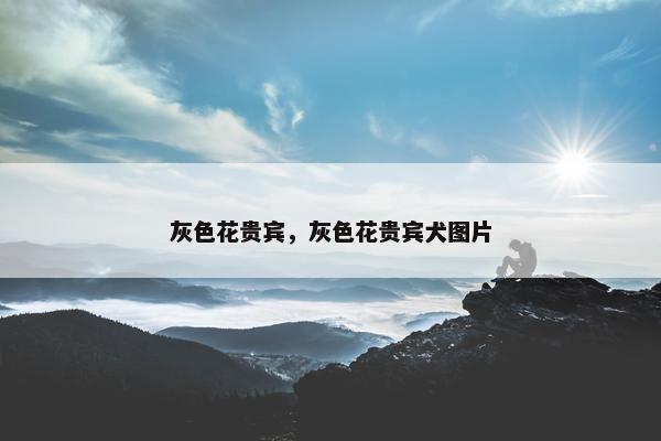 灰色花贵宾，灰色花贵宾犬图片