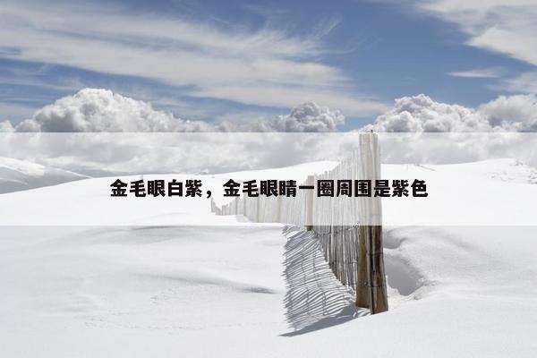 金毛眼白紫，金毛眼睛一圈周围是紫色