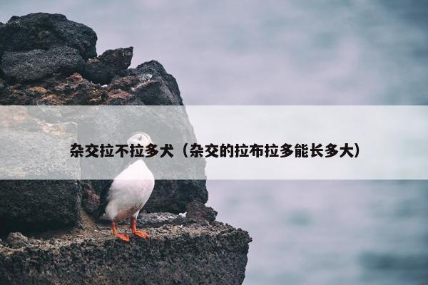 杂交拉不拉多犬（杂交的拉布拉多能长多大）