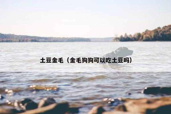 土豆金毛（金毛狗狗可以吃土豆吗）
