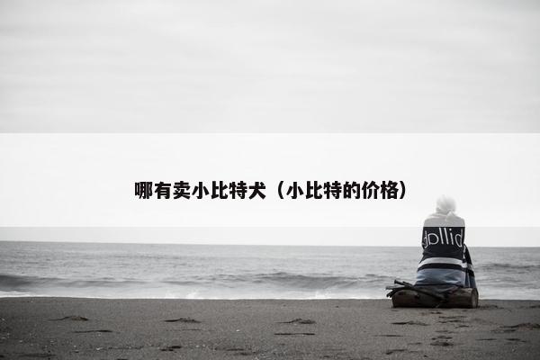 哪有卖小比特犬（小比特的价格）