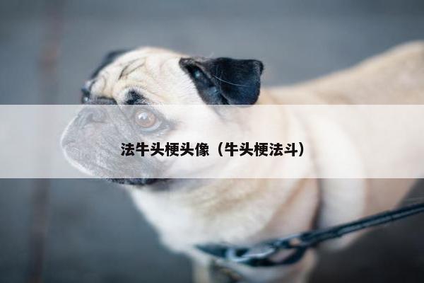 法牛头梗头像（牛头梗法斗）