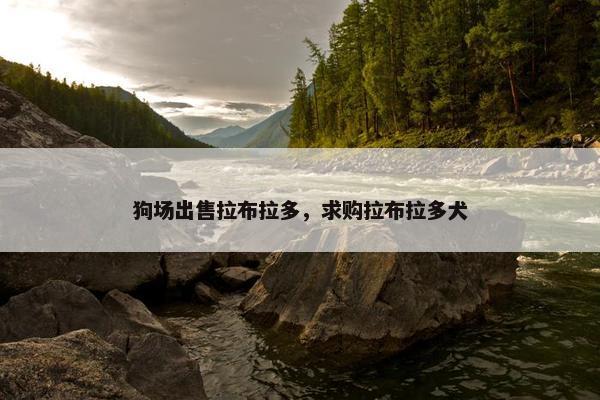 狗场出售拉布拉多，求购拉布拉多犬
