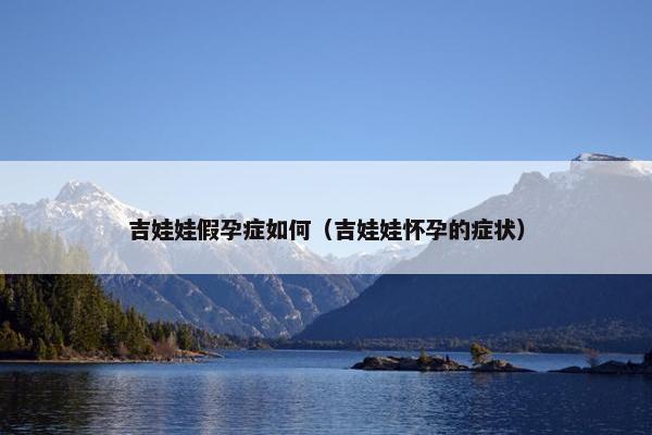 吉娃娃假孕症如何（吉娃娃怀孕的症状）