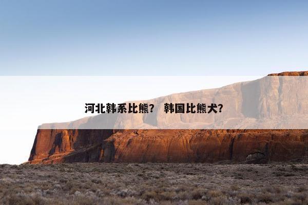 河北韩系比熊？ 韩国比熊犬？