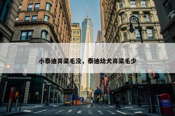 小泰迪鼻梁毛没，泰迪幼犬鼻梁毛少