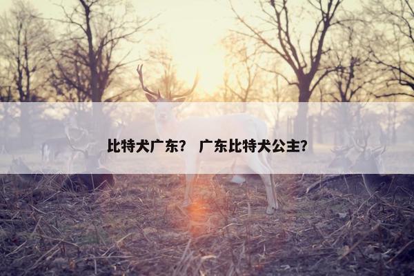 比特犬广东？ 广东比特犬公主？