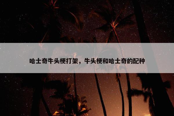 哈士奇牛头梗打架，牛头梗和哈士奇的配种