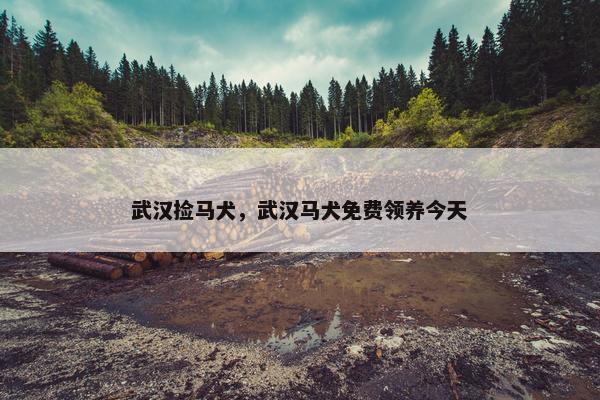 武汉捡马犬，武汉马犬免费领养今天