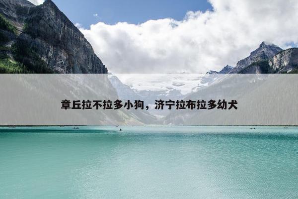章丘拉不拉多小狗，济宁拉布拉多幼犬