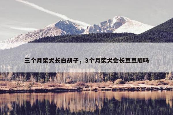 三个月柴犬长白胡子，3个月柴犬会长豆豆眉吗